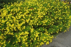 daffodils-flower